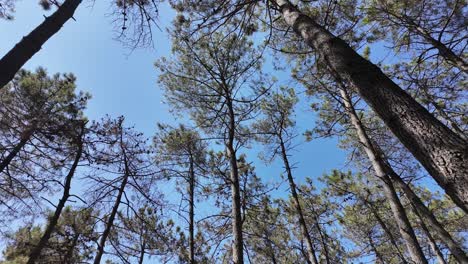 view up through tall pine trees towards a blue sky