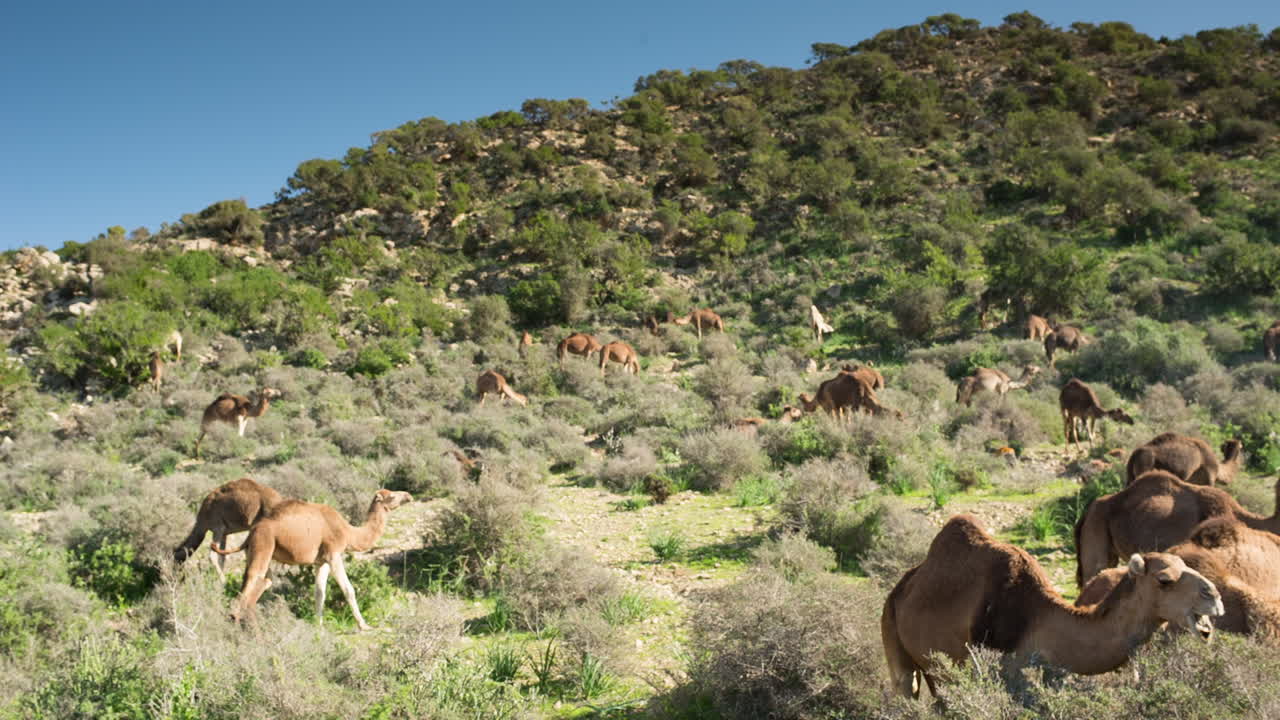 camello marruecos 12
