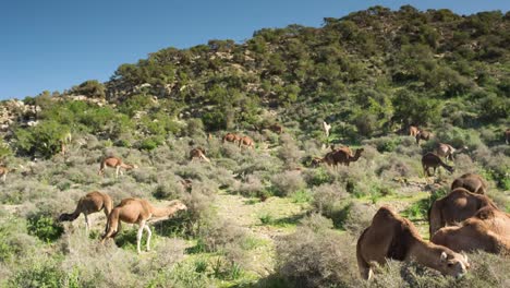 Morocco-Camel-12