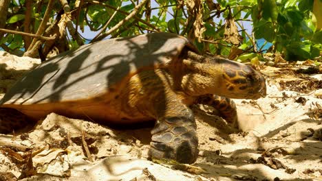 sea turtle digging nest for hatchlings