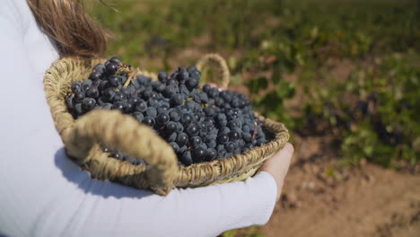 Young-girl-carrying-a-basket-of-bunches-of-red-grapes-during-the-grape-harvest,-tracking-shot