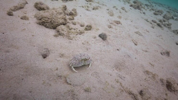 A box crab shuffles across a pale sandy seabed, its rounded shell and tucked claws giving it a compact, armored look. As it moves, fine grains of sand lift and settle around its legs.