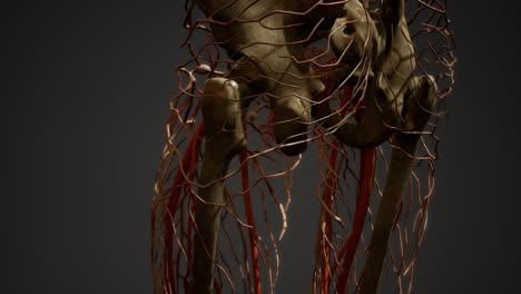 human body blood vessel anatomy