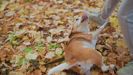 woman crouched petting playful beagle in autumn park, golden leaves beneath feet, dog nuzzles hand, tail wagging near leather collar and leash, light filtering through trees, joyful interaction