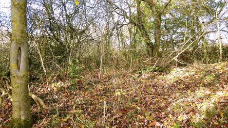 autumn leaves lying on the ground in a small english woodland