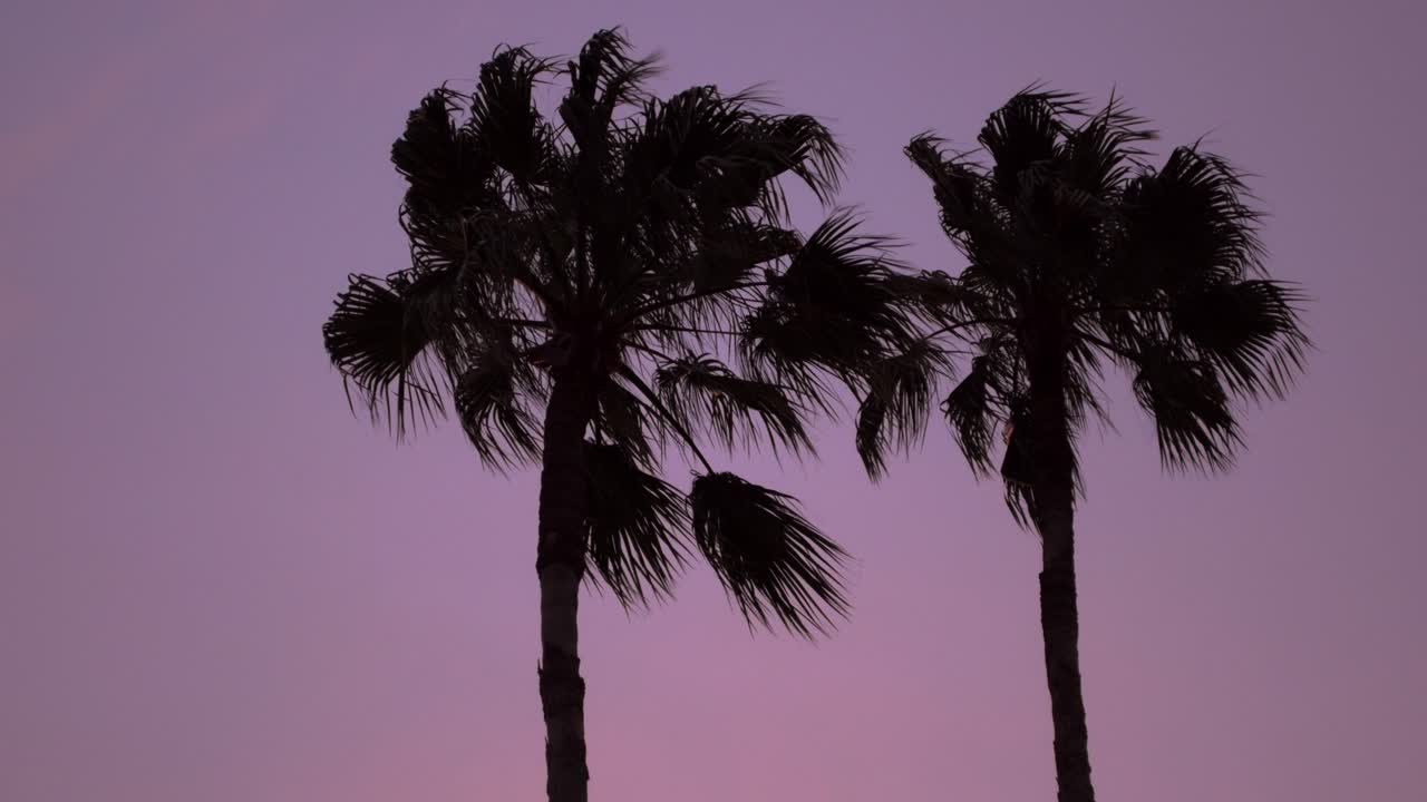 마이애미와 보라색 일몰에 대한 실루엣 야자수