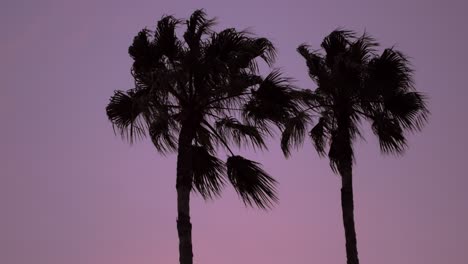 silhouette palm tree against purple sunset with miami