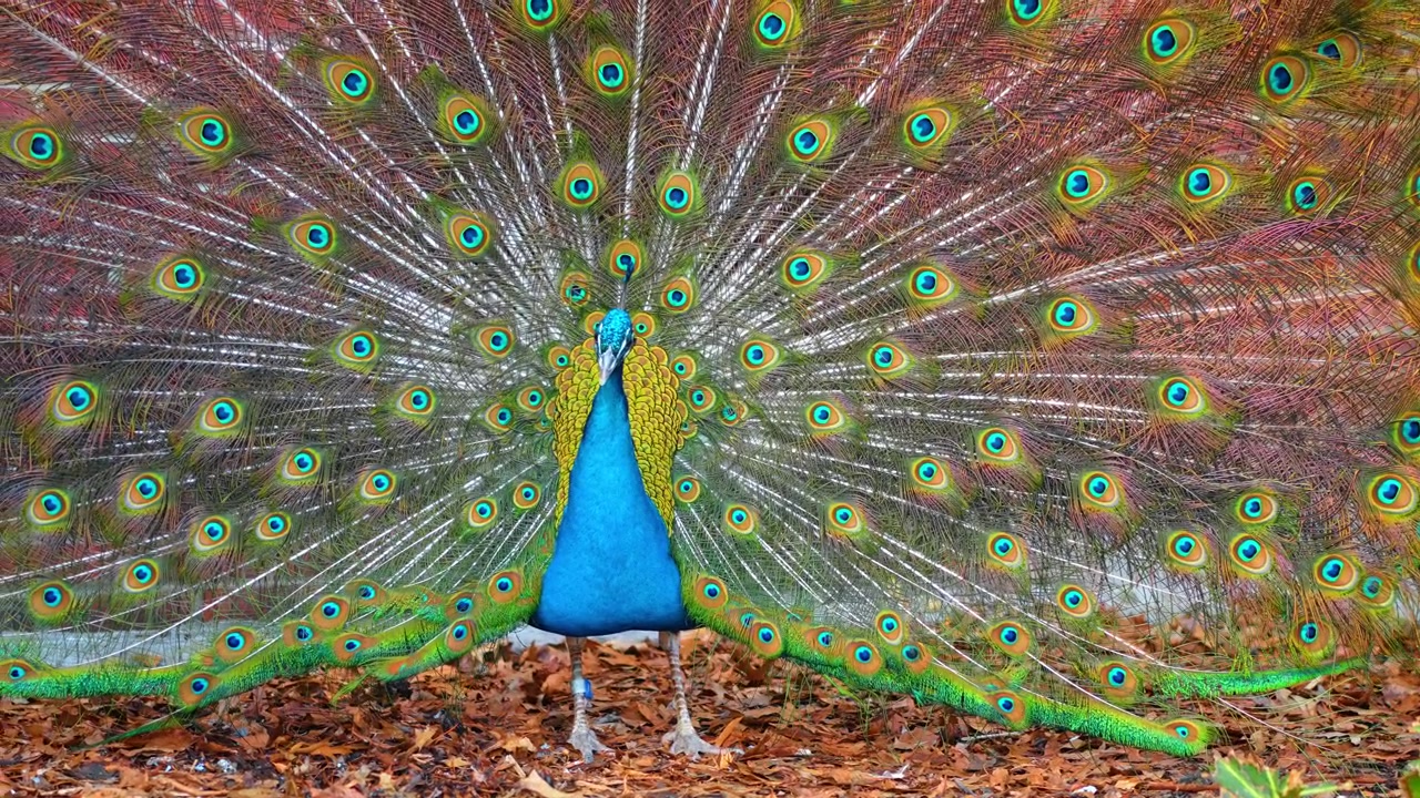 Pavão macho exibindo penas da cauda vibrantes e iridescentes no chão. Vista frontal de um pavão indiano abrindo a plumagem com padrões de ocelos sobre folhas secas perto de uma parede de tijolos.