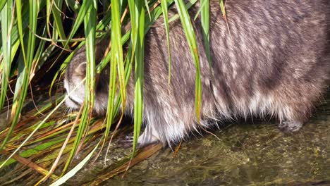 Close-up-track-shot-of-wild-raccoon-looking-for-food-in-water-plants-during-sunshine-outdoors