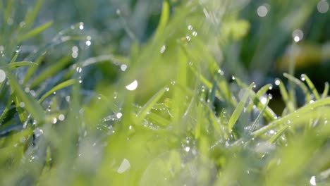 close up of backlit grass with raindrops on sunny day, bokeh, slow motion