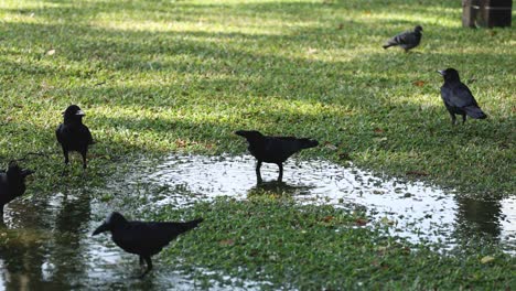 múltiples aves que interactúan cerca de una fuente de agua