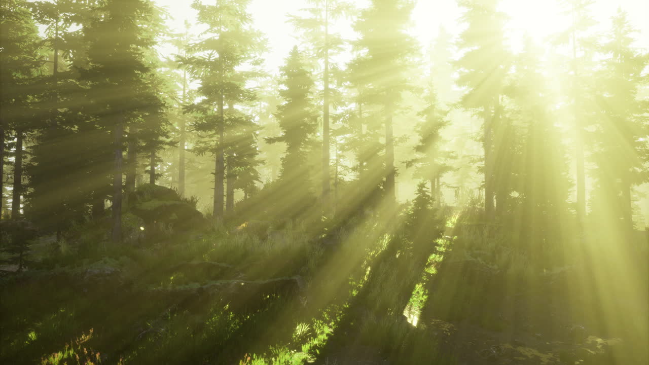 Sunlight filtering through trees in a serene forest during early morning hours