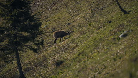 Ein-Schuss-Eines-Hirsches-In-Den-Bergen-An-Einem-Abhang,-Der-Weidet