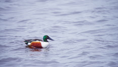 colorful male northern shoveler duck swimming fast on flowing river