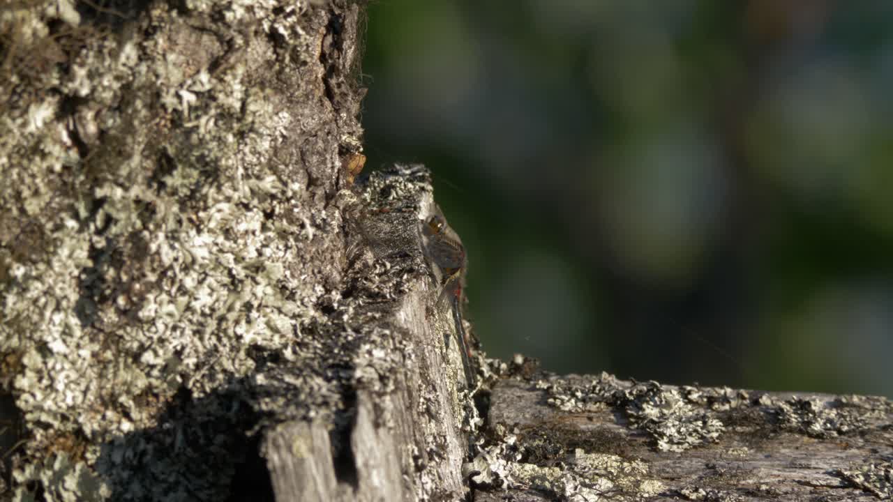 insecto con gran capacidad de camuflaje sentado en un árbol