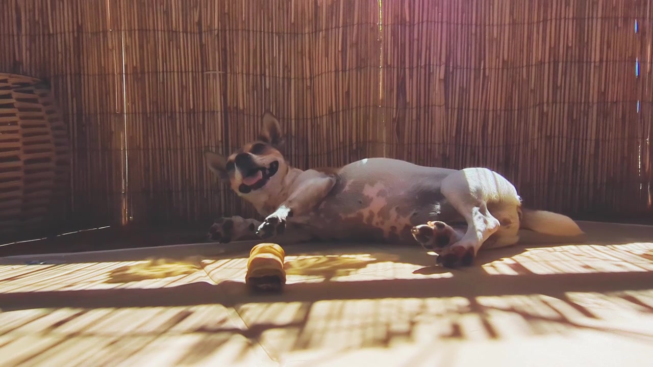 Um Jack Russell Terrier deitado no chão ensolarado de uma varanda ao lado de um brinquedo de mastigar, ofegando e relaxando sob a luz em listras.