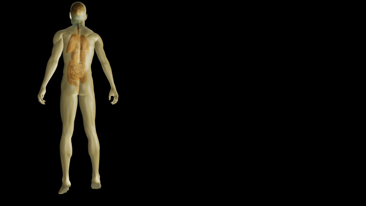 forma humana giratoria que muestra órganos con espacio de copia