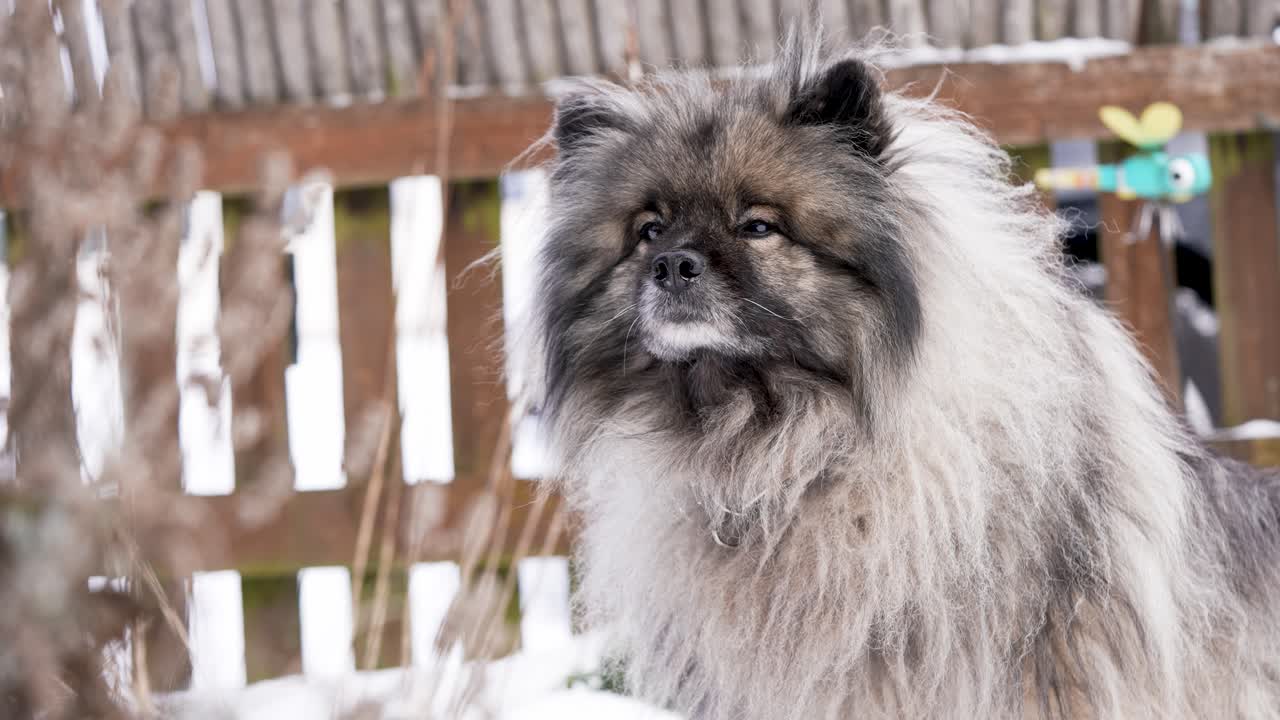 Un cane Keeshond (Wolfspitz) si siede lentamente e poi distoglie lo sguardo in un ambiente esterno tranquillo. Movimento delicato, pelliccia morbida e atmosfera serena catturati al rallentatore cinematografico