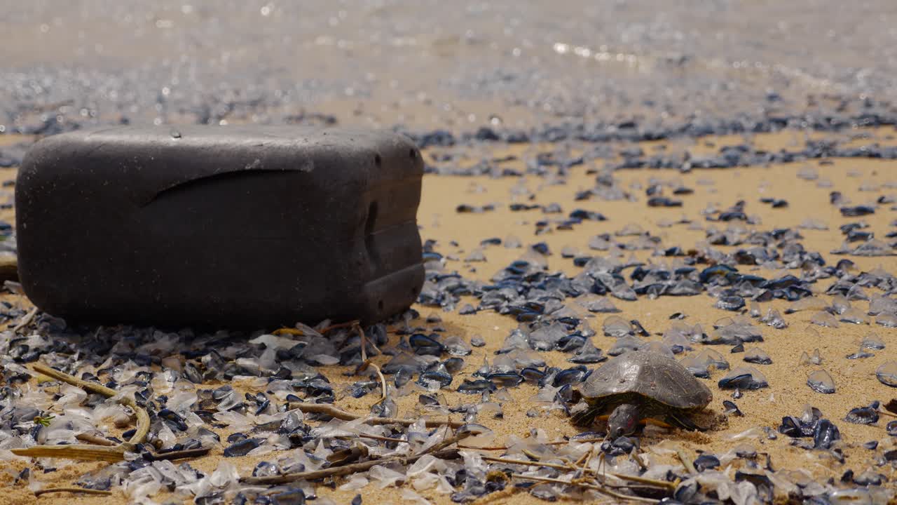 Marine ecosystem devastation, dead sea turtle lying motionless on sandy shoreline, surrounded by discarded plastic containers, revealing environmental destruction