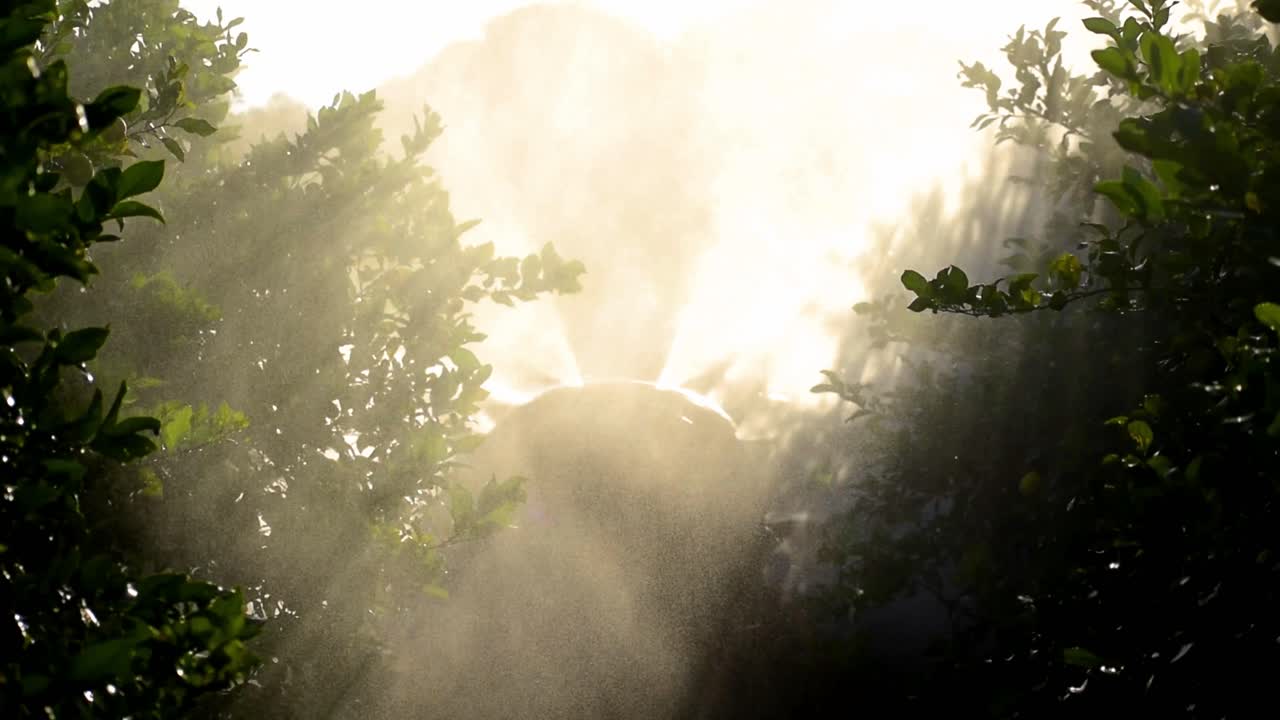 스페인 레몬 농장에 트랙터 스프레이 살충제 및 살충제