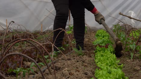 trabajando el suelo con azada, plantando ensalada de lechuga en el vivero dentro de la casa verde