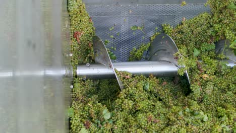 tiro vertical - uvas blancas recién cosechadas en una trituradora de uva motorizada despalilladora con alimentación de tornillo