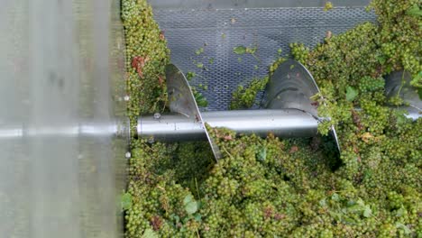 vertical shot - freshly harvested white grapes in a motorized grape crusher destemmer with screw feed