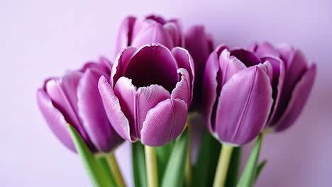 close-up of a bouquet of purple tulips