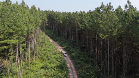 aerial view of the tree-lined gravel road passing through lush green forest with truck.