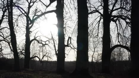 Acérquese-Hacia-El-Tronco-Del-árbol-Y-La-Silueta-De-La-Rama,-La-Luz-Del-Sol-Brillante-En-El-Cielo