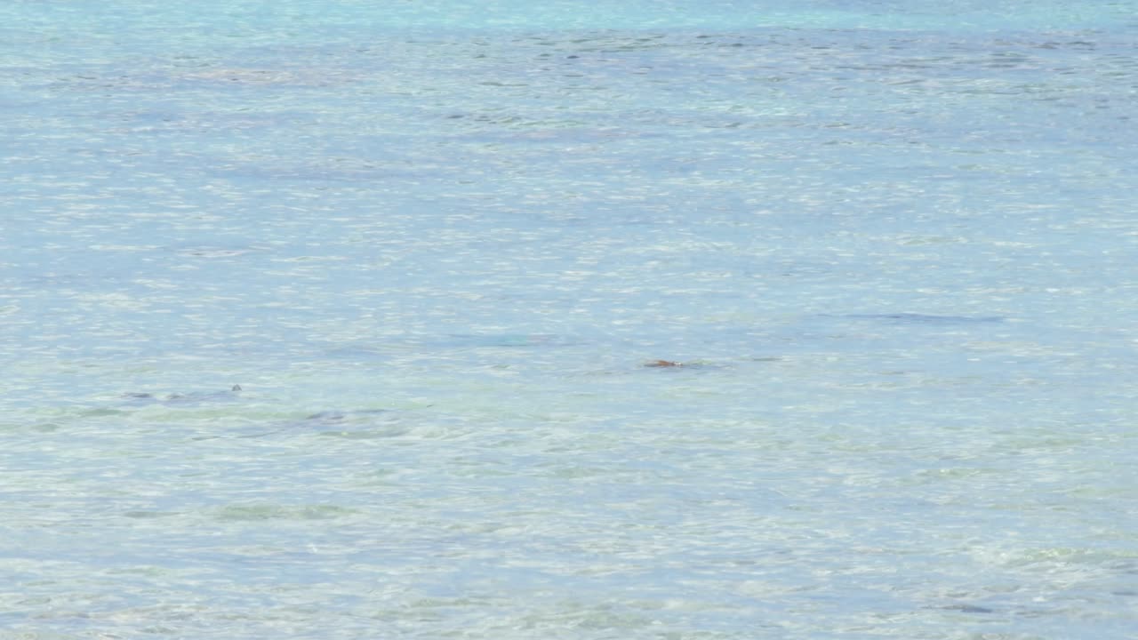 Gentle waves over tropical sea with colorful parrot fish visible in shallow water