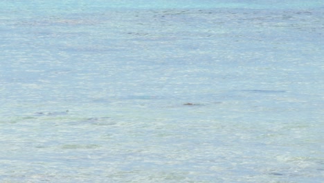 Gentle-waves-over-tropical-sea-with-colorful-parrot-fish-visible-in-shallow-water