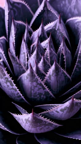 close-up of a purple succulent plant
