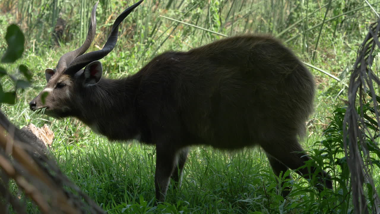 Antilope che rumina l'erba nel bosco, il vento muove le foglie sfocate in primo piano