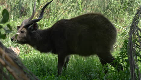 el antílope rumia sobre la hierba en el bosque, el viento mueve las hojas borrosas en primer plano