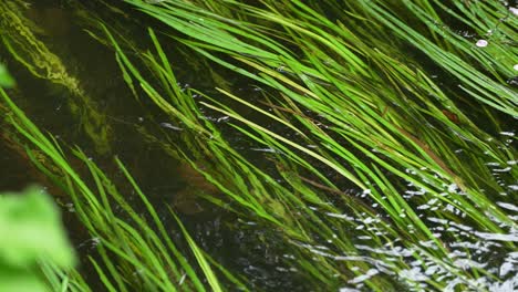 Primer-Plano-De-Hierba-Verde-Balanceándose-En-Agua-Corriente,-En-Cámara-Lenta-De-4k