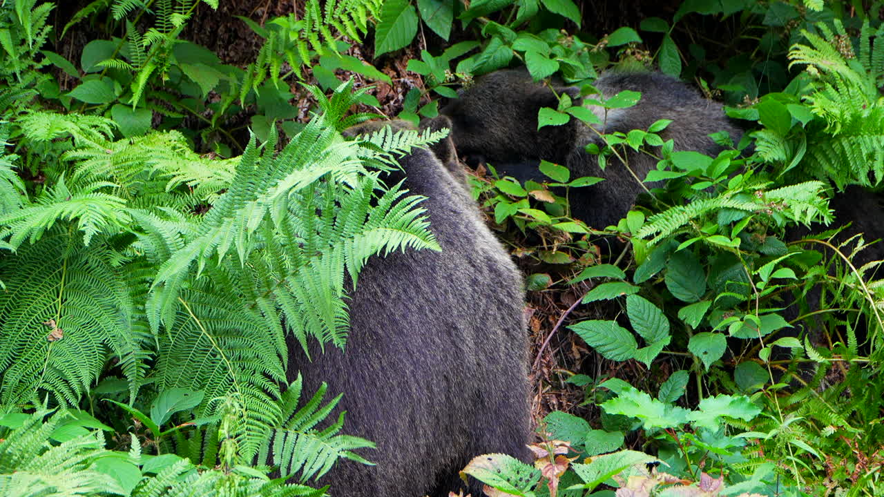 Female bear and cub searching for food in the forest. Slow motion close up