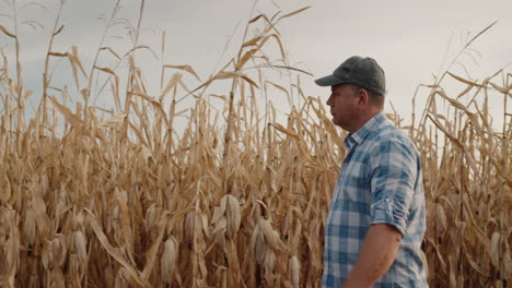 Farmer-walks-along-the-road-along-the-fields-of-corn-1