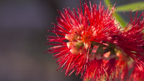 primer plano de una flor de pincel de botella roja vibrante