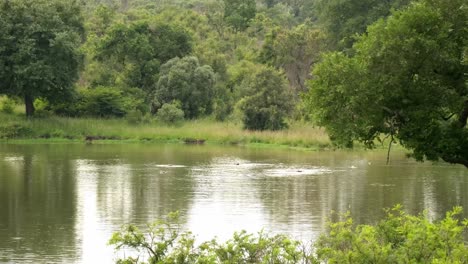 Nilpferde-Spucken-Gemeinsam-Wasser-In-Der-Wildnis