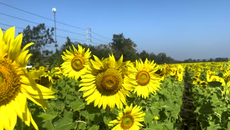 vibrant sunflowers under a clear blue sky