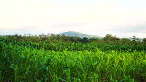 Plantación-De-Campo-De-Maíz-En-Lombok,-Indonesia.---Ancho