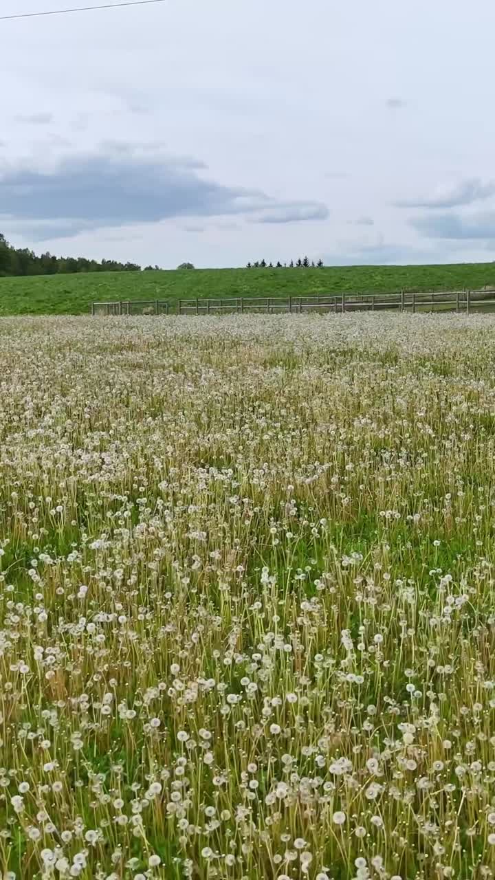 Dandelion Field in Bloom: White Seed Heads Against Green Grass