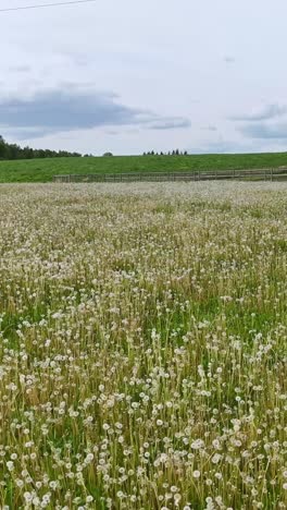 dandelion field in bloom: white seed heads against green grass