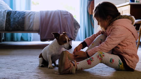 profile shot of child tying shoe laces, cute pet jack russell sits on hind legs