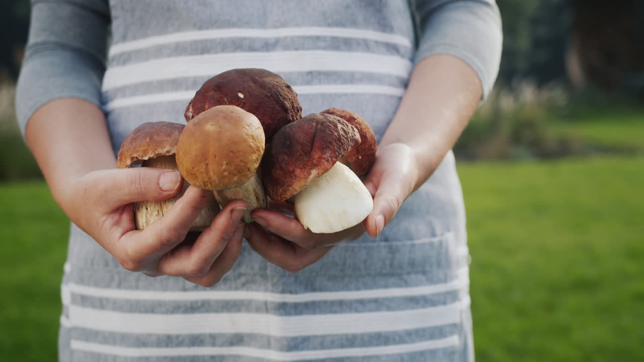 A woman's hands are holding several large porcini mushrooms - a delicious ingredient in many dishes