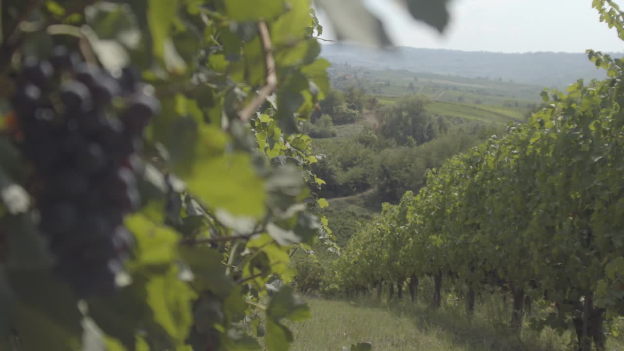 Landscape of Oltrepo' Pavese with vineyards and bunch of grapes