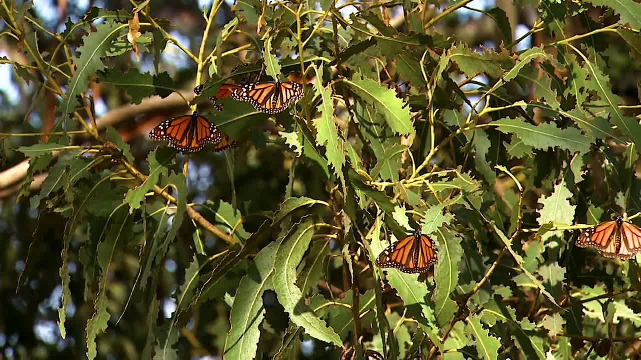 un grupo de mariposas monarca en un pino cerca de un capullo a punto de eclosionar una mariposa