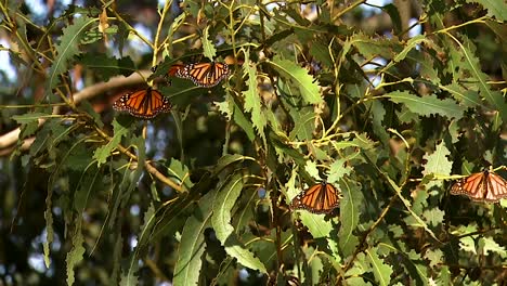 un grupo de mariposas monarca en un pino cerca de un capullo a punto de eclosionar una mariposa