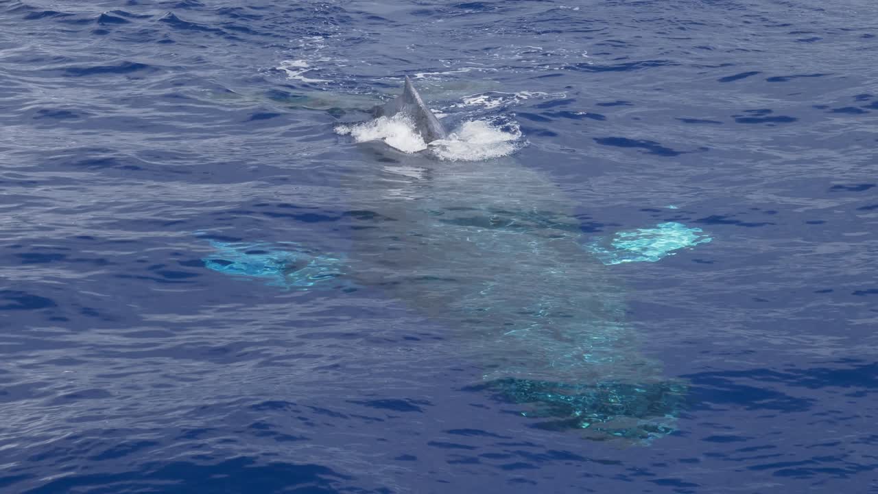 혹등 고래는 맑은 바닷물 표면 아래에서 수영